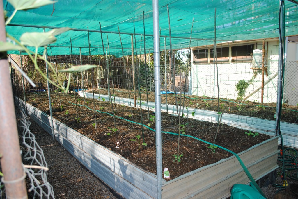 WWOOFing greenhouse