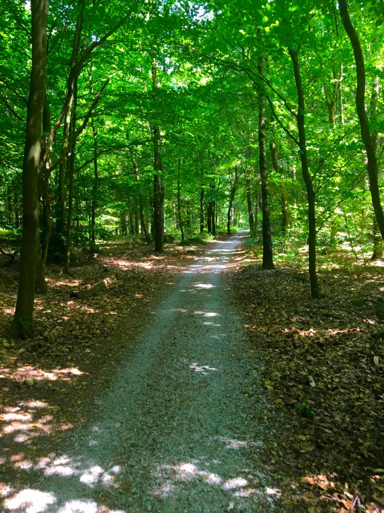 Skryllegården-forest-path
