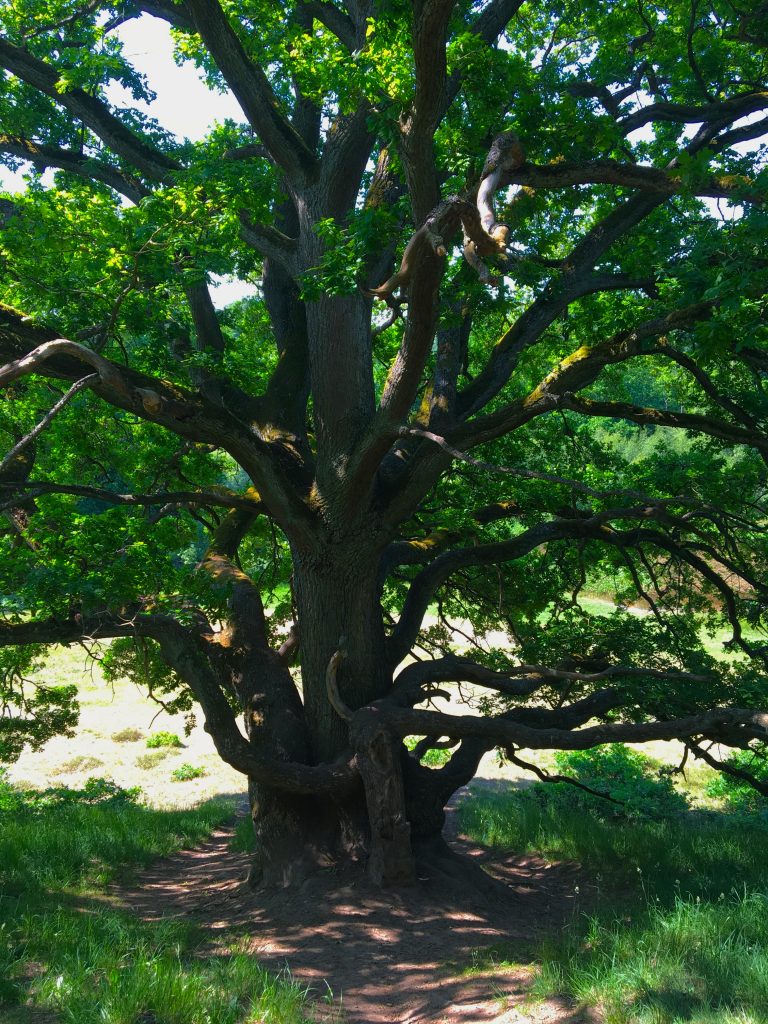 Skryllegården-tree