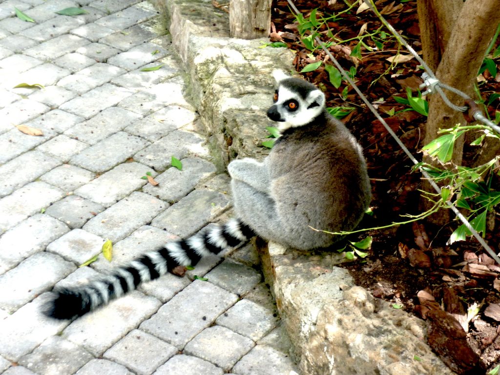 que-faire-a-valencia-zoo