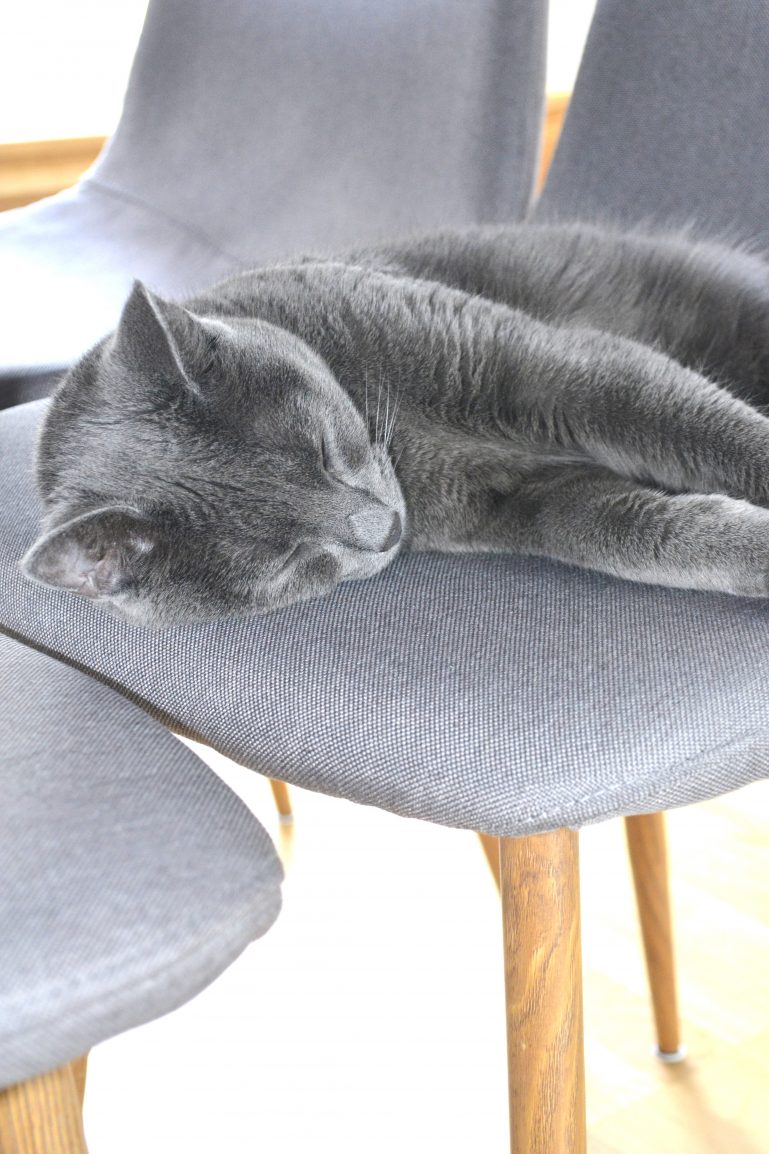 chat qui dort deco scandinave