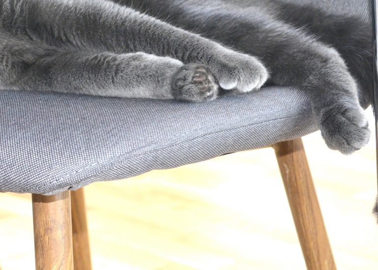 patounes chat gris