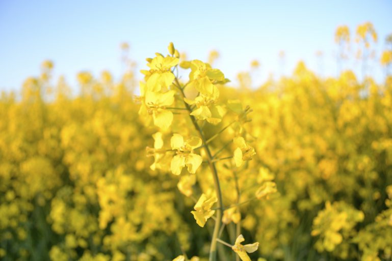champs-de-colza-rapeseed-fields-18