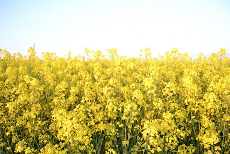 champs-de-colza-rapeseed-fields-19