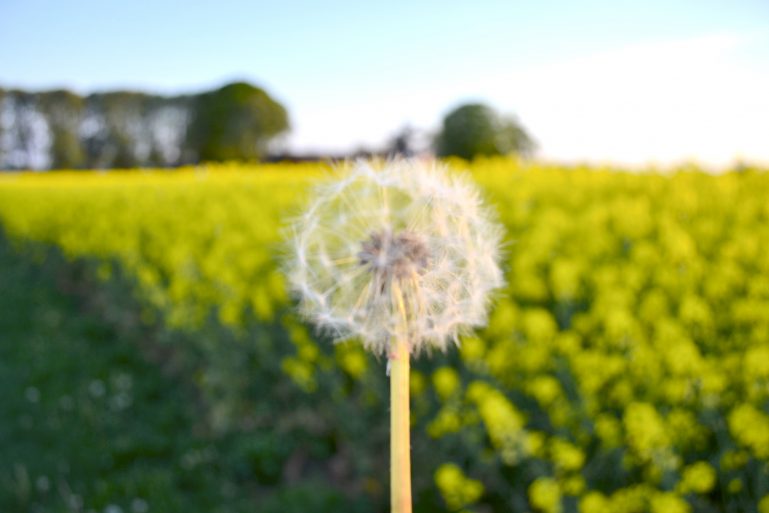 champs-de-colza-rapeseed-fields-22