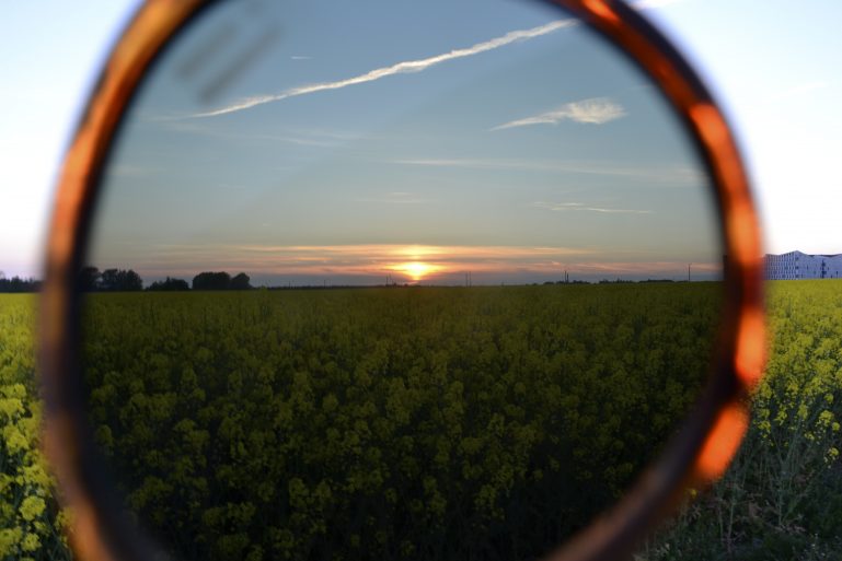 champs-de-colza-rapeseed-fields-23