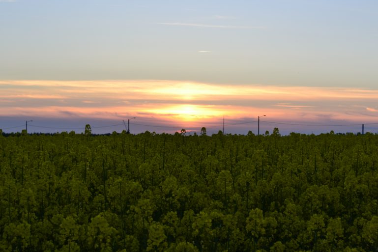 champs-de-colza-rapeseed-fields-end