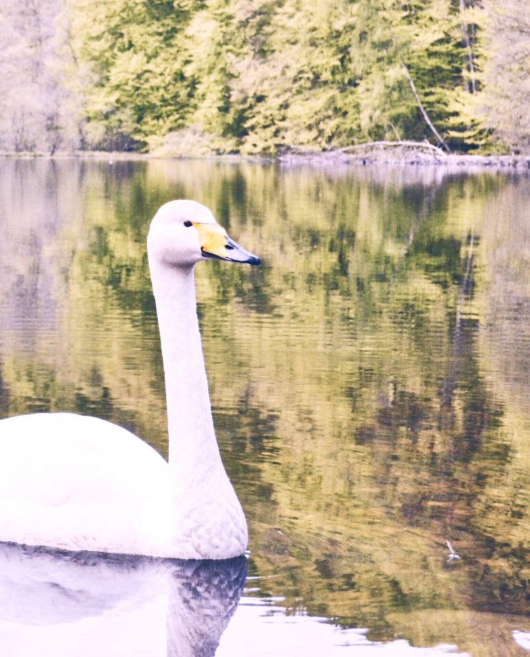 white swan lake