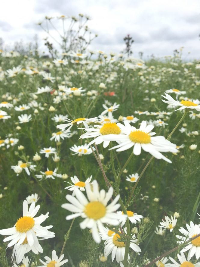 daisies field