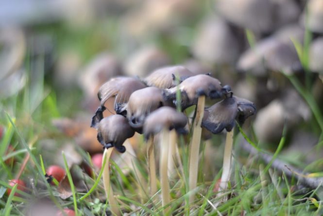 swedish mushroom