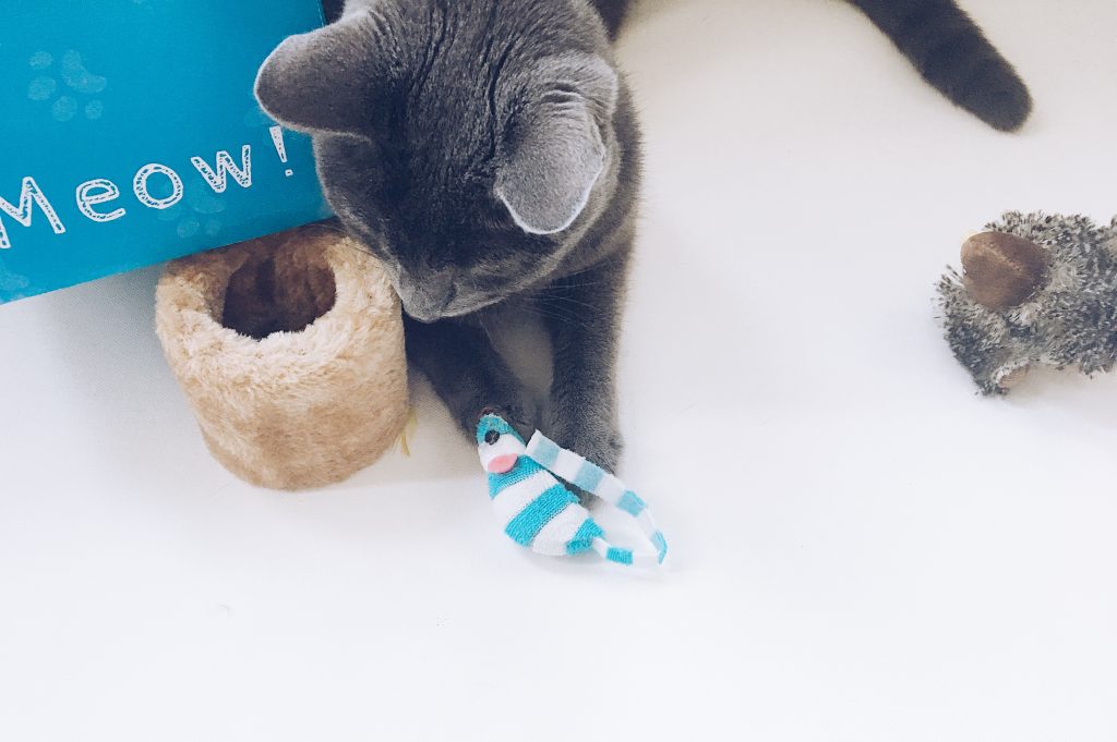 box-pour-chat-main