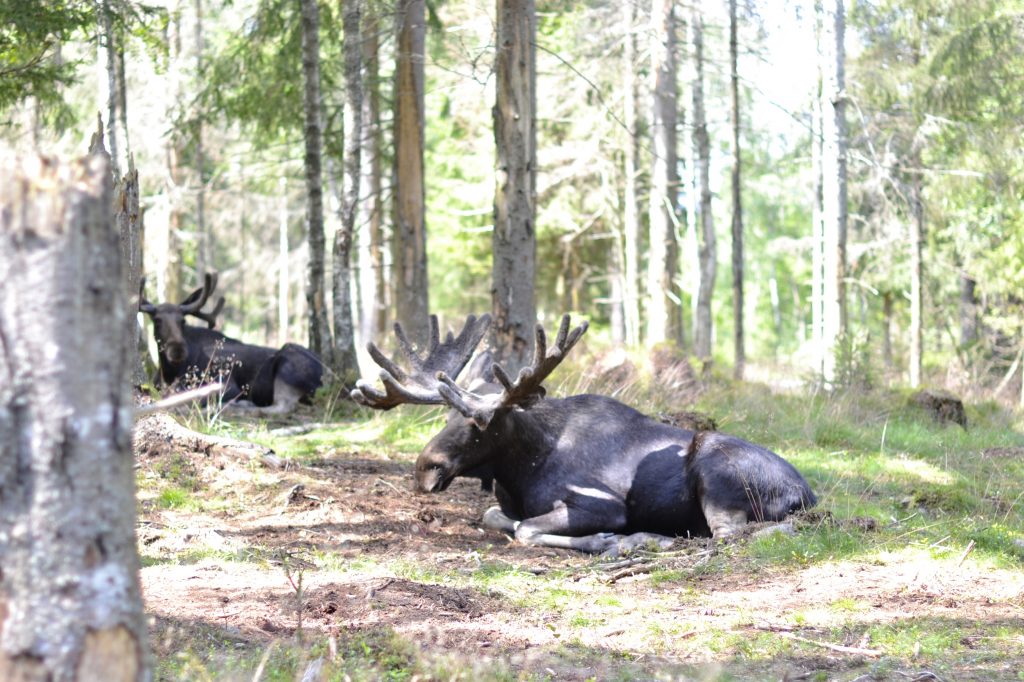 Where to see elks in Sweden?