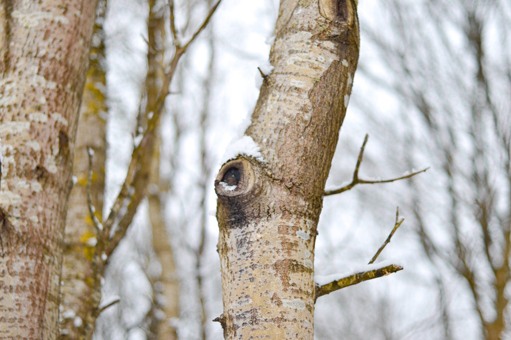 Winter in Sweden: what is it like?