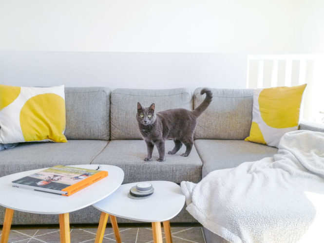 cat on a sofa yellow pillows