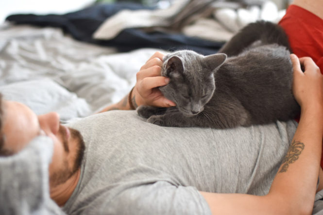 10 raisons pour lesquelles vous devriez adopter un chat