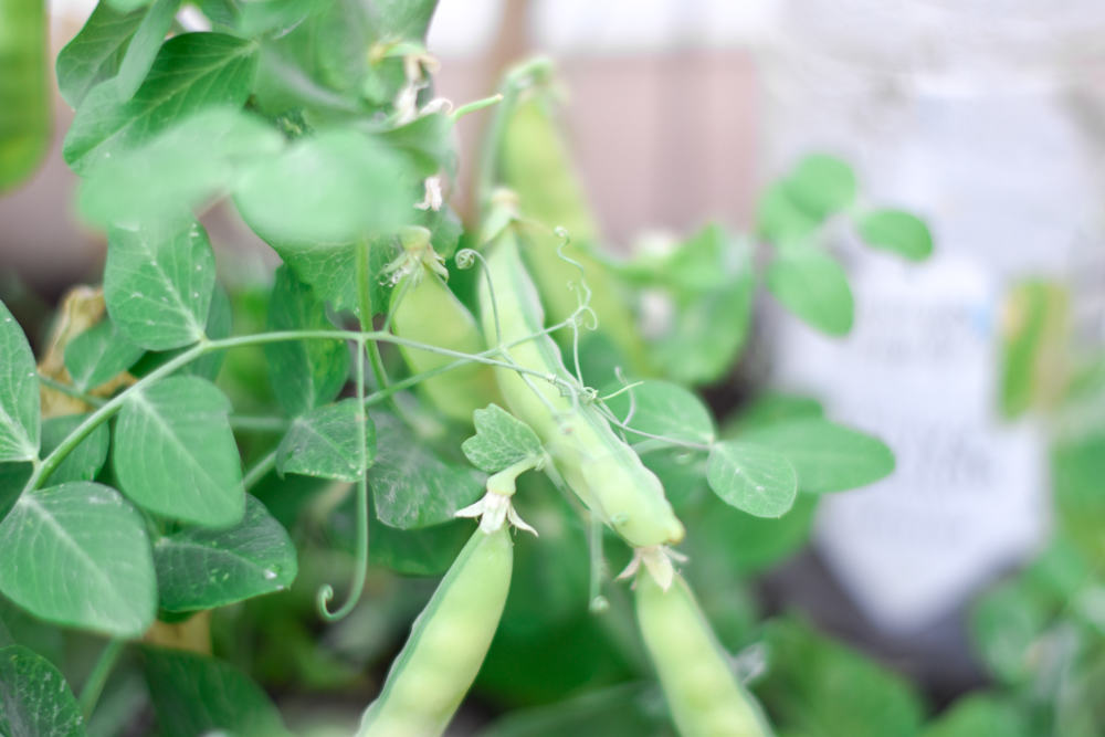 How to start gardening indoors? (urban garden) – Plumedaure